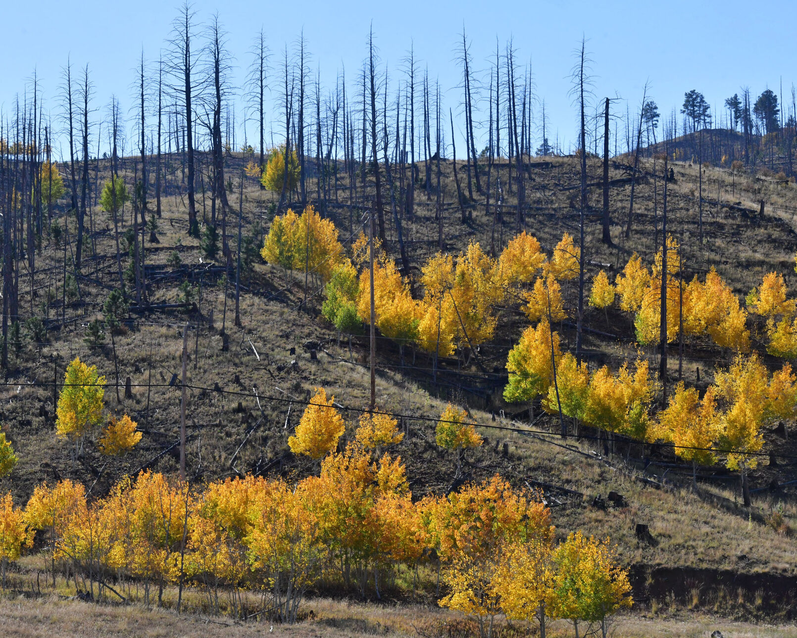 100420-news-aspens 02.JPG